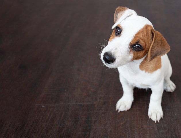 Pets in Divorce: Are They Family or Property?